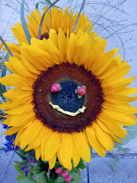 Smiley Sonnenblume