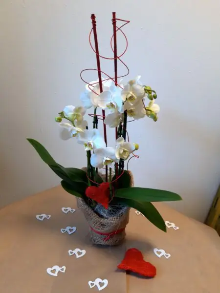 Valentins Orchidee 1